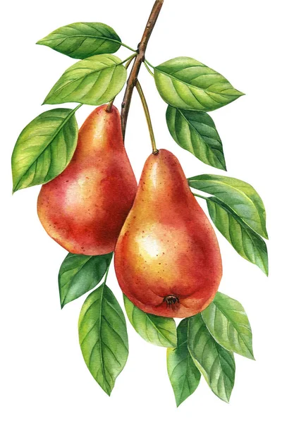 葉や果実が孤立した白い背景に木の枝 水彩画で描かれた植物画 熟したジューシーな梨 高品質のイラスト — ストック写真
