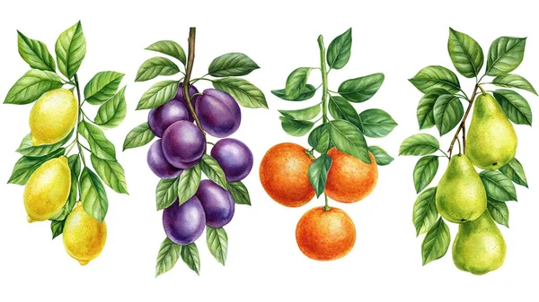 Set Rami Con Foglie Frutti Sfondo Bianco Isolato Illustrazione Botanica — Foto Stock