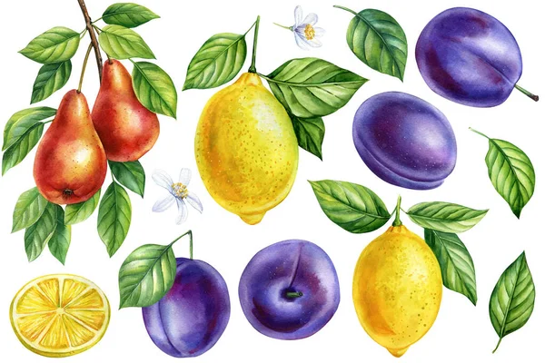 Frutos Sobre Fondo Blanco Aislado Ilustración Acuarela Ciruelas Jugosas Limones — Foto de Stock