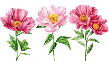 Beyaz arka plana konmuş şakayık çiçekleri. Suluboya botanik resim. Davetiye için çiçek, tasarım tebrik kartı. Yüksek kaliteli illüstrasyon