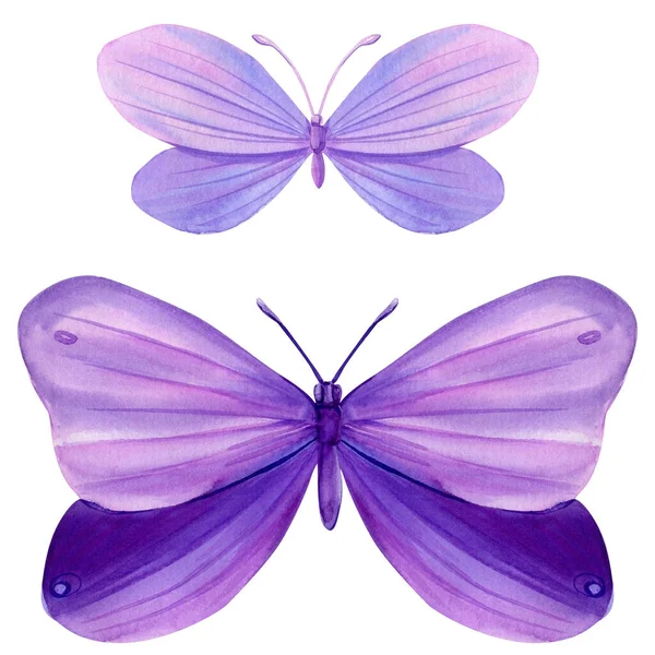 一套紫色蝴蝶在孤立的白色背景上 水彩画 美丽的蝴蝶 高质量的例证 — 图库照片