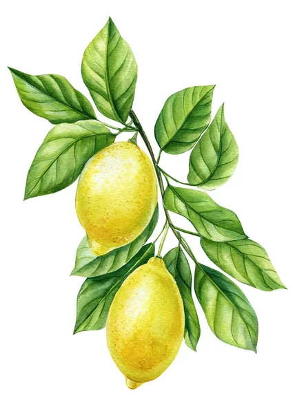 Citroen Gele Vruchten Boomtakken Bladeren Realistische Botanische Aquarel Illustratie Rijp — Stockfoto