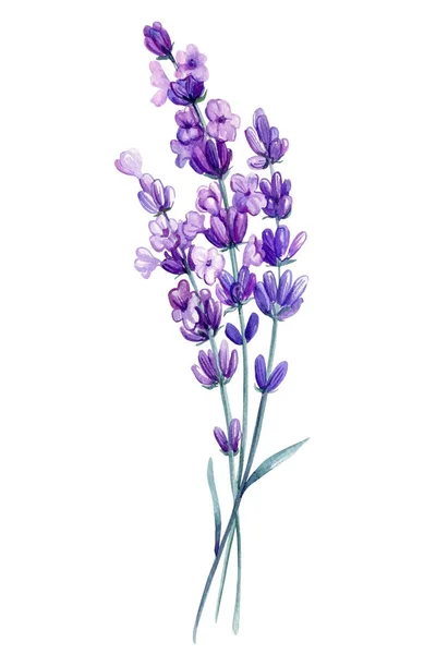 Lavendel Akvarell Uppsättning Lila Fält Blommor Isolerad Vit Bakgrund Akvarell — Stockfoto