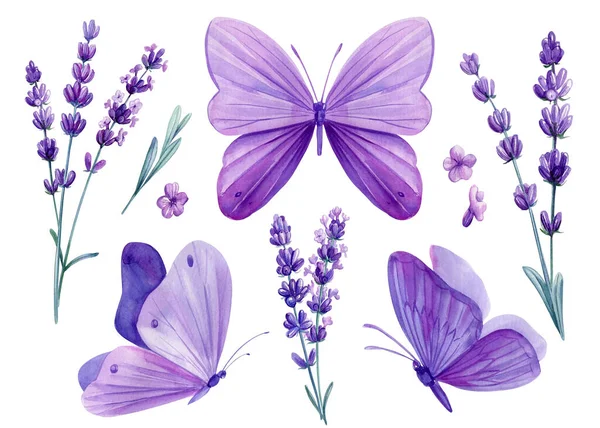 Υδατογραφία Λεβάντα Λουλούδια Και Πεταλούδες Floral Design Μωβ Στοιχεία Απομονωμένο — Φωτογραφία Αρχείου