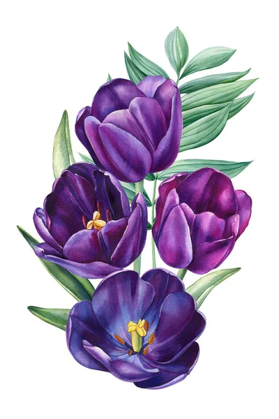 Akwarelowe Tulipany Zestaw Wielobarwnych Kwiatów Ogrodowych Izolowanym Białym Tle Piękna — Zdjęcie stockowe