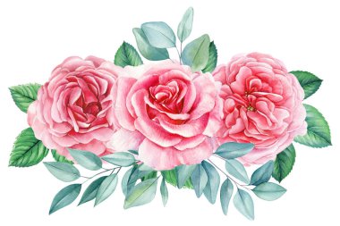 Pembe bir gül, izole edilmiş beyaz bir arkaplanda güzel bir çiçek suluboya çizimi, botanik resim. Yüksek kaliteli illüstrasyon