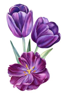 Suluboya laleler. İzole edilmiş beyaz arka planda çok renkli bahçe çiçekleri seti, güzel suluboya çizimleri. Yüksek kaliteli illüstrasyon