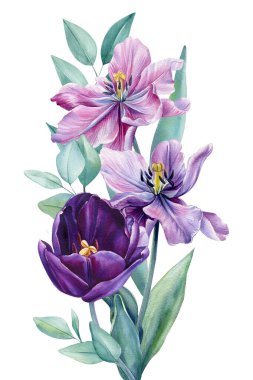 Bahar çiçeği. İzole edilmiş beyaz bir zemin üzerinde laleler, suluboya botanik resimler. Çiçek tasarımı. Yüksek kaliteli illüstrasyon