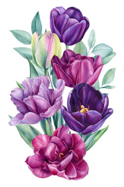 Bahar çiçeği. İzole edilmiş beyaz bir zemin üzerinde laleler, suluboya botanik resimler. Çiçek tasarımı. Yüksek kaliteli illüstrasyon