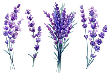 Bir demet lavanta çiçeği izole edilmiş beyaz arka planda bir demet lavanta çiçeği suluboya çizimi, el çizimi. Yüksek kaliteli illüstrasyon