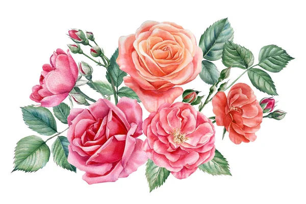 Set Růžová Růže Krásná Květina Izolovaném Bílém Pozadí Akvarel Ilustrace — Stock fotografie