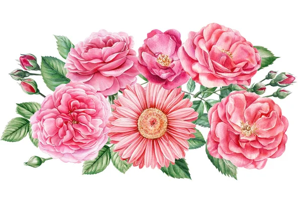 集粉色玫瑰 美丽的花朵在孤立的白色背景上 水彩画 植物画 高质量的例证 — 图库照片