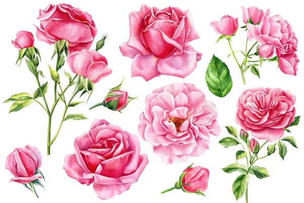 Set Rosa Rosa Bela Flor Fundo Branco Isolado Ilustração Aquarela — Fotografia de Stock