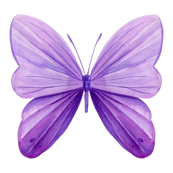 Violet Butterfly Isolated White Background Watercolor Illustration Purple Butterfly High — Stock Photo, Image