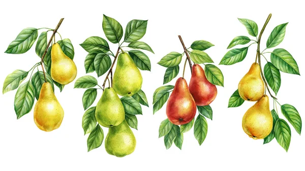 葉や果実が孤立した白い背景に木の枝 水彩画で描かれた植物画 熟したジューシーな梨 高品質のイラスト — ストック写真