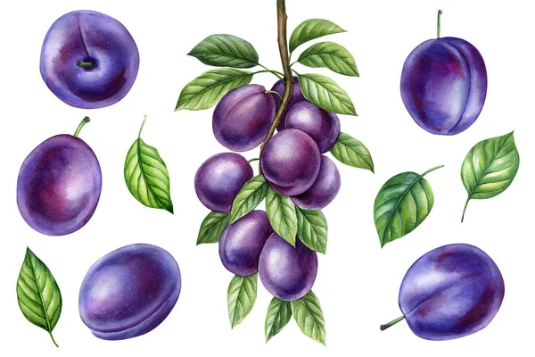 枝条李 设置紫色浆果在孤立的白色背景 植物插图手绘水彩画 成熟多汁的水果 高质量的例证 — 图库照片