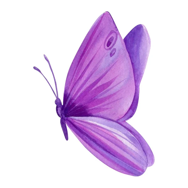 紫色蝴蝶在孤立的白色背景上 水彩画 紫色蝴蝶 高质量的例证 — 图库照片