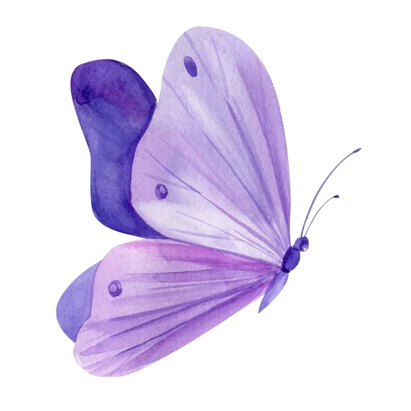 紫色蝴蝶在孤立的白色背景上 水彩画 紫色蝴蝶 高质量的例证 — 图库照片