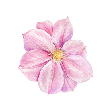 Suluboya klemati, beyaz arka planda pembe çiçek. Çiçek ve yaprak seti, botanik resimli el çizimi. Yüksek kaliteli illüstrasyon