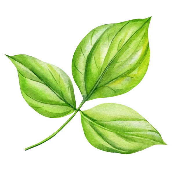 Zöld Levelek Elszigetelt Fehér Háttéren Akvarell Illusztrációk Felmászik Zöld Levélre — Stock Fotó