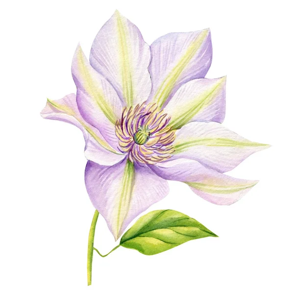 Aquarelle Clématite Fleur Rose Clair Sur Fond Blanc Illustration Botanique — Photo