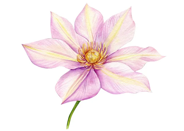 Aquarela Clematis Flor Rosa Claro Fundo Branco Desenho Mão Ilustração — Fotografia de Stock