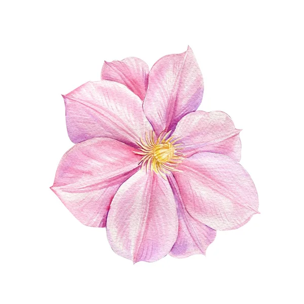 Aquarela Clematis Flor Rosa Sobre Fundo Branco Conjunto Flores Folhas — Fotografia de Stock