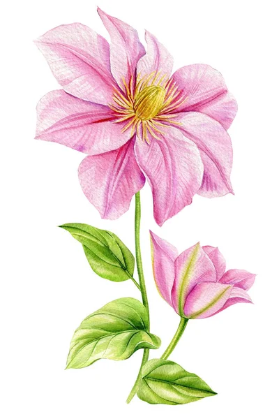 Aquarel Clematis Roze Bloem Een Witte Achtergrond Set Bloemen Bladeren — Stockfoto