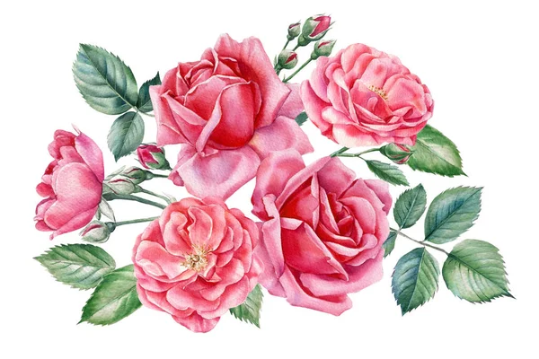 ピンクのバラ 孤立した白い背景に美しい花 水彩画 植物画を設定します 高品質のイラスト — ストック写真