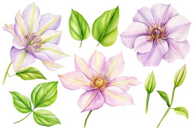 Suluboya klemati, beyaz arka planda pembe çiçek. Çiçek ve yaprak seti, botanik resimli el çizimi. Yüksek kaliteli illüstrasyon