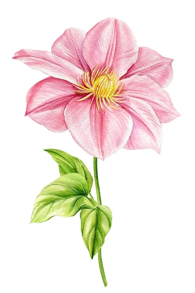 Αδιάβροχη Κληματίδα Ροζ Λουλούδι Λευκό Φόντο Σύνολο Από Λουλούδια Και — Φωτογραφία Αρχείου