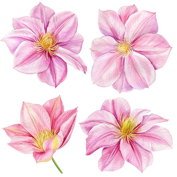 水彩クレマチス 白を基調としたピンクの花 花や葉のセット 植物イラストハンドドローイング 高品質のイラスト — ストック写真