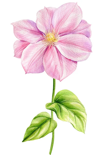 Rosa Clematis Flor Folhas Fundo Branco Desenho Botânico Aquarela Ilustração — Fotografia de Stock