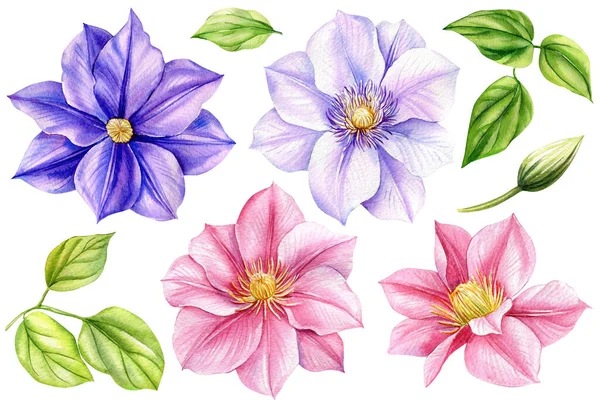 Legen Sie Blumen Isoliert Weißen Hintergrund Aquarell Illustriert Rosa Und — Stockfoto