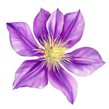 Güzel mor çiçek, beyaz arka planda klematis, suluboya resimli botanik resim. Yüksek kaliteli illüstrasyon