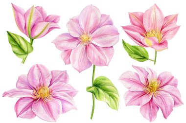 Suluboya klemati, beyaz arka planda pembe çiçek. Çiçek ve yaprak seti, botanik resimli el çizimi. Yüksek kaliteli illüstrasyon