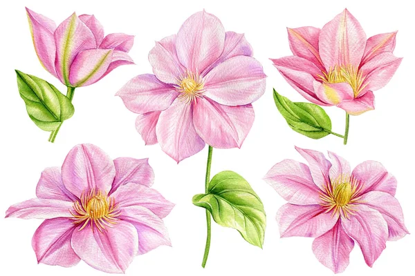 Akvarell Clematis Rózsaszín Virág Fehér Háttérrel Virág Levélkészlet Botanikai Illusztráció — Stock Fotó
