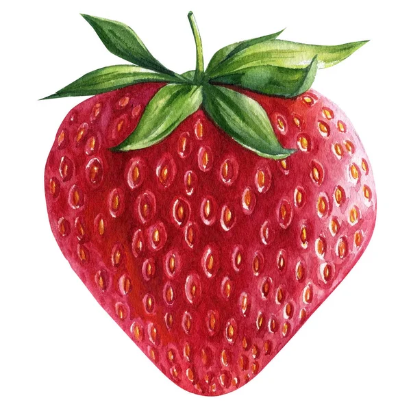 Reife Beeren Aquarell Botanische Illustration Erdbeeren Auf Weißem Hintergrund Hochwertige — Stockfoto