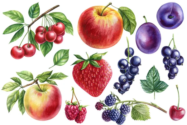 Set Berries Watercolor Illustration Plums Cherries Raspberries Blackberries Black Currants — Stock Photo, Image