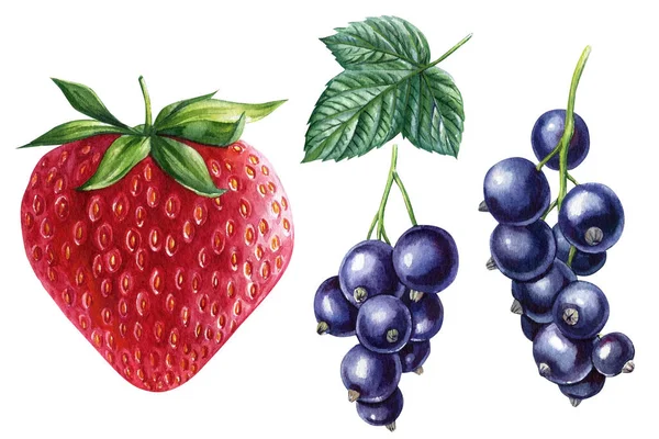 Beeren Aquarell Botanische Illustration Schwarze Johannisbeeren Und Erdbeeren Auf Weißem — Stockfoto