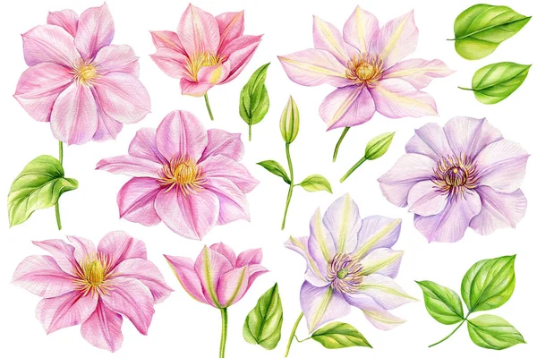 Akvarell Klematis Rosa Blomma Vit Bakgrund Uppsättning Blommor Och Blad — Stockfoto