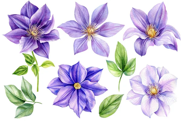 Hermosas Flores Climas Púrpura Sobre Fondo Blanco Aislado Ilustraciones Acuarela — Foto de Stock