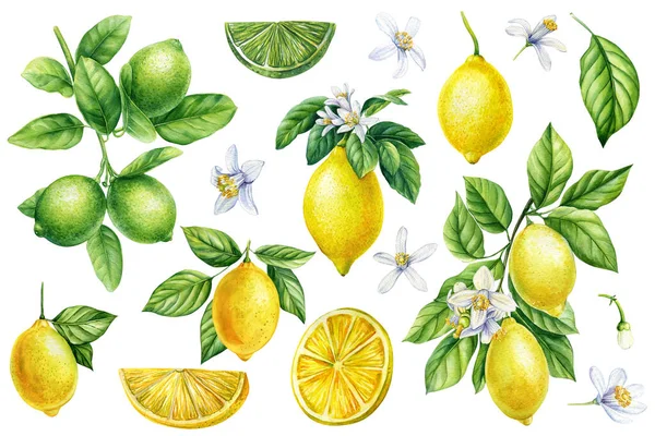 緑の葉 白い背景に熟した果実 水彩画 植物画 柑橘類のコレクション レモン 高品質のイラスト — ストック写真