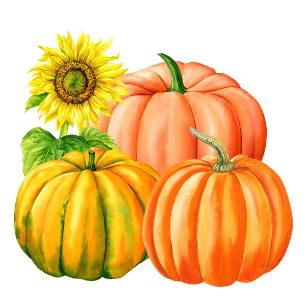 カボチャとひまわり 孤立した白い背景に秋の色のカボチャ 水彩画のイラスト 手描き 高品質のイラスト — ストック写真