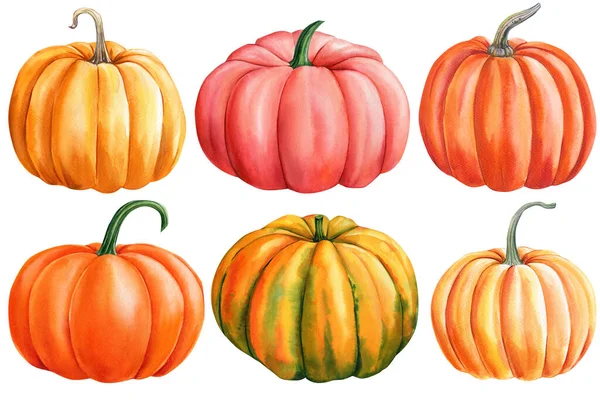 Narancs Tök Készlet Elemek Elszigetelt Fehér Háttér Akvarell Illusztráció Kézi — Stock Fotó