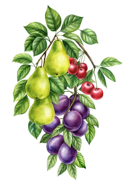 采购产品夏天水果在孤立的白色背景 水色李子 梨子和樱桃 夏装元素 高质量的例证 — 图库照片