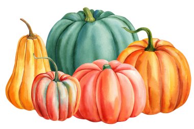 Balkabakları, Şükran Günü. Suluboya çizimleri, el çizimleri, izole edilmiş beyaz arka plan. Yüksek kaliteli illüstrasyon