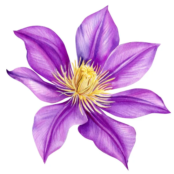 Hermosa Flor Púrpura Clematis Sobre Fondo Blanco Acuarela Ilustración Pintura —  Fotos de Stock