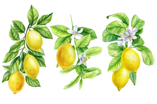 緑の葉 白い背景に熟した果実 水彩画 植物画 柑橘類のコレクション レモン 高品質のイラスト — ストック写真