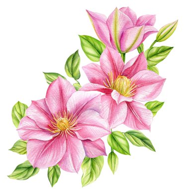 Clematis çiçekleri, izole edilmiş beyaz arka planda buket, suluboya botanik resim, gerçekçi el çizimi. Yüksek kaliteli illüstrasyon